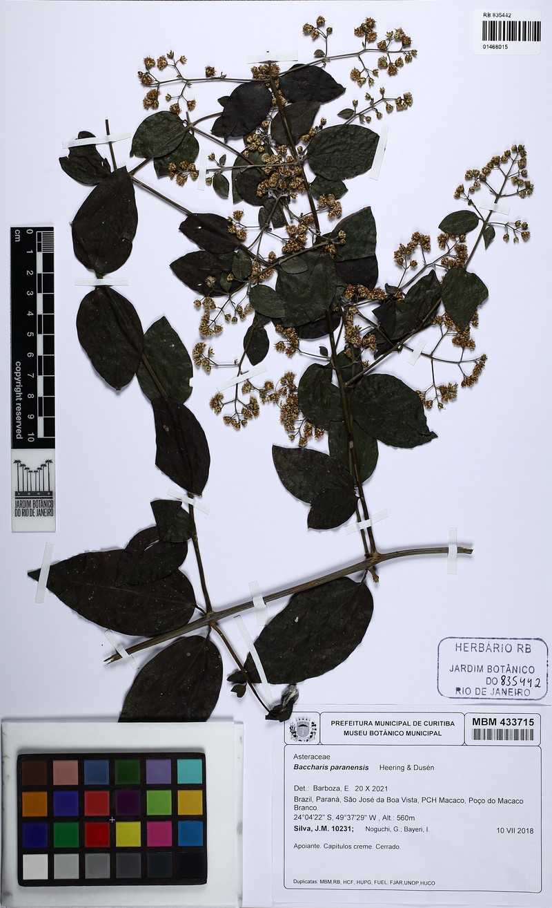 Baccharis paranensis photo 3