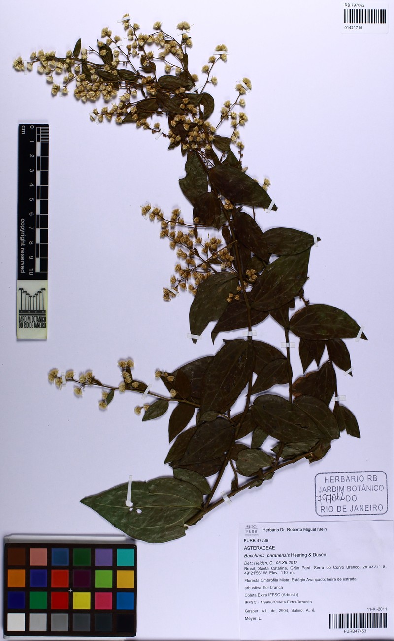 Baccharis paranensis photo 4