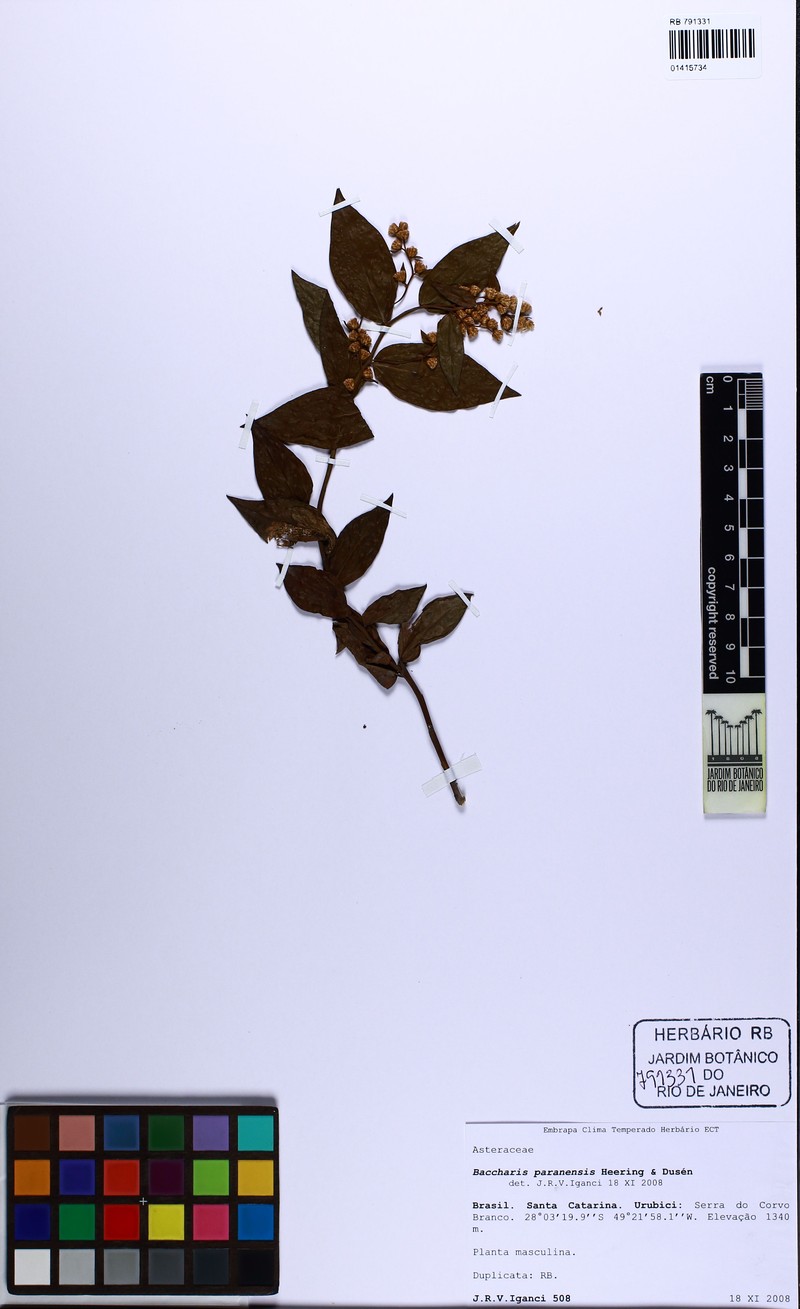 Baccharis paranensis photo 5