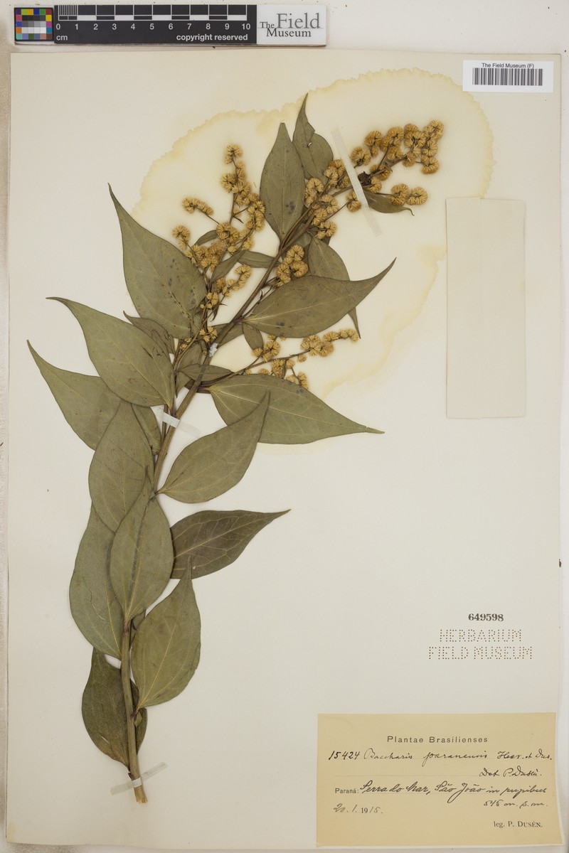 Baccharis paranensis photo 6