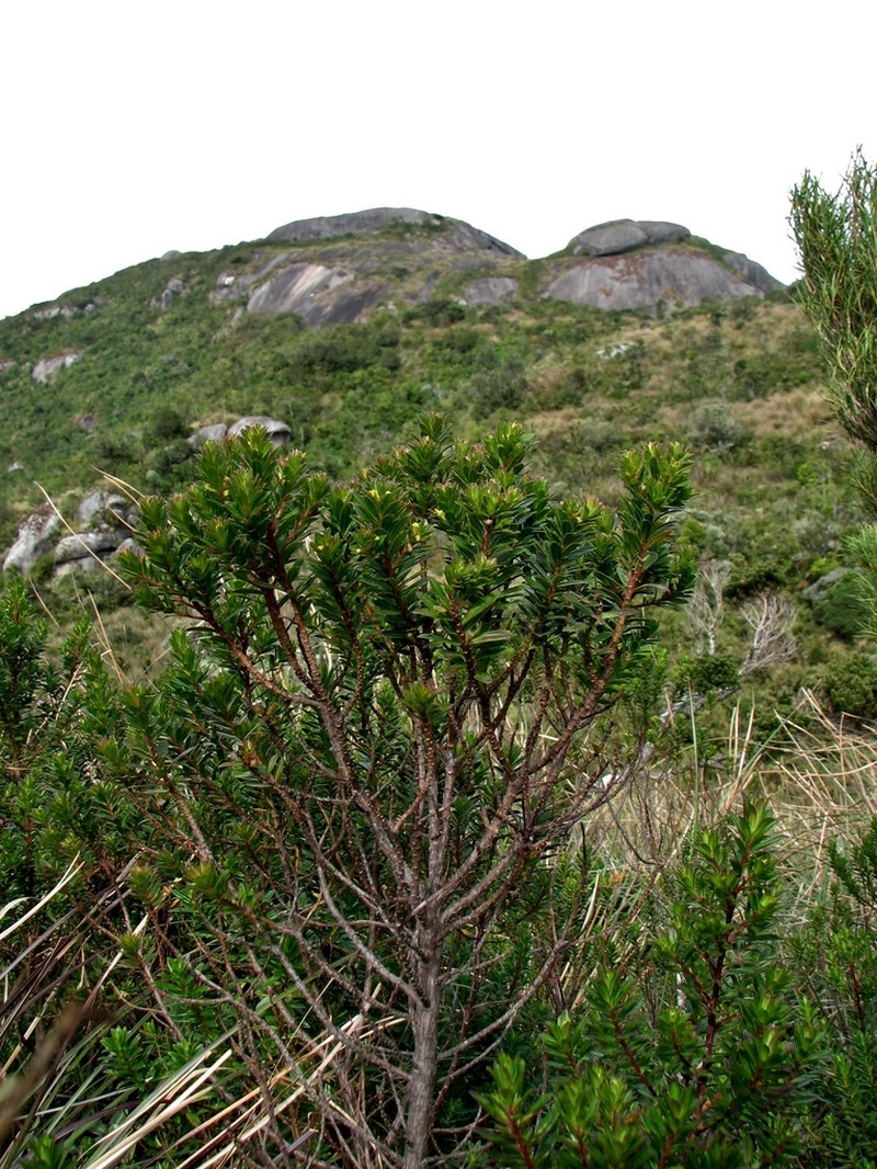 Baccharis parvidentata