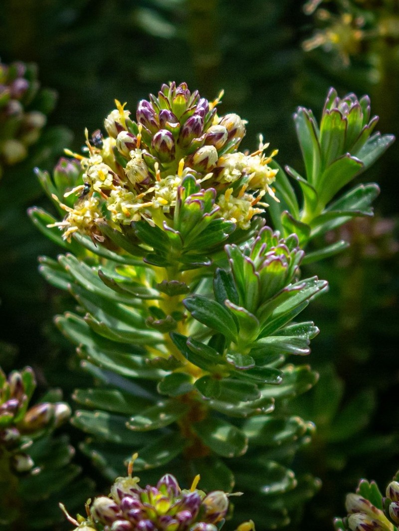 Baccharis parvidentata photo 2