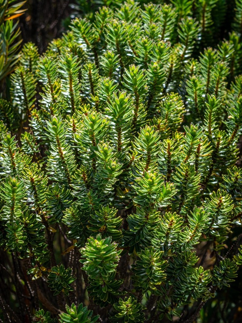 Baccharis parvidentata photo 3
