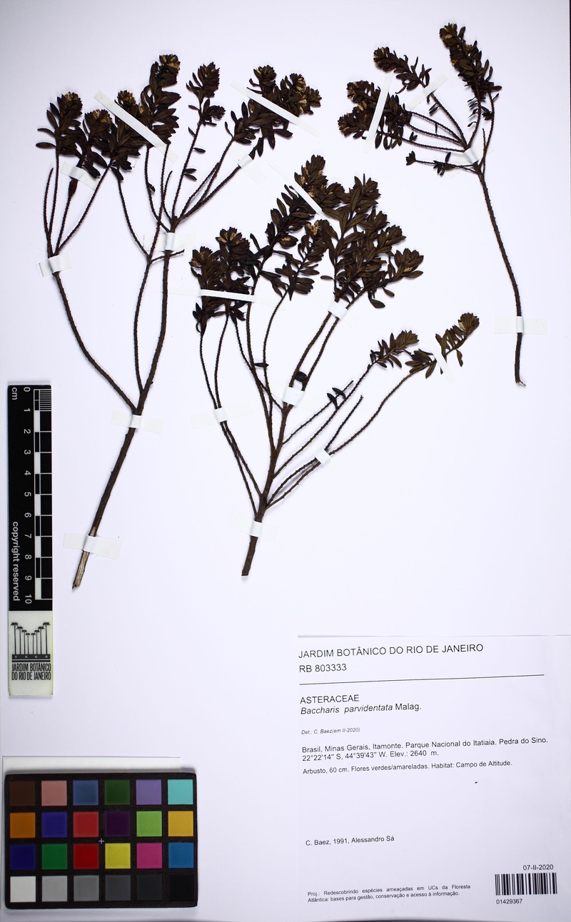 Baccharis parvidentata photo 4