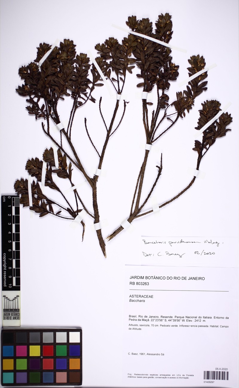 Baccharis parvidentata photo 5