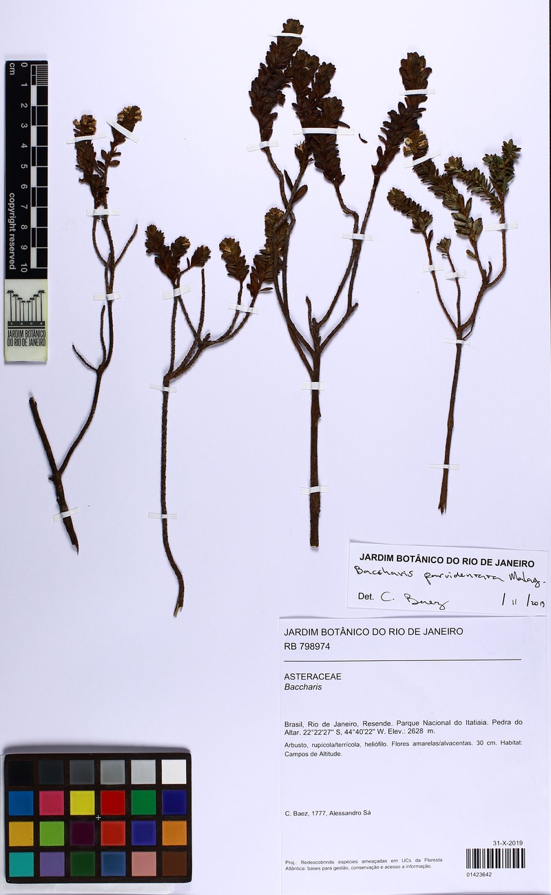 Baccharis parvidentata photo 6