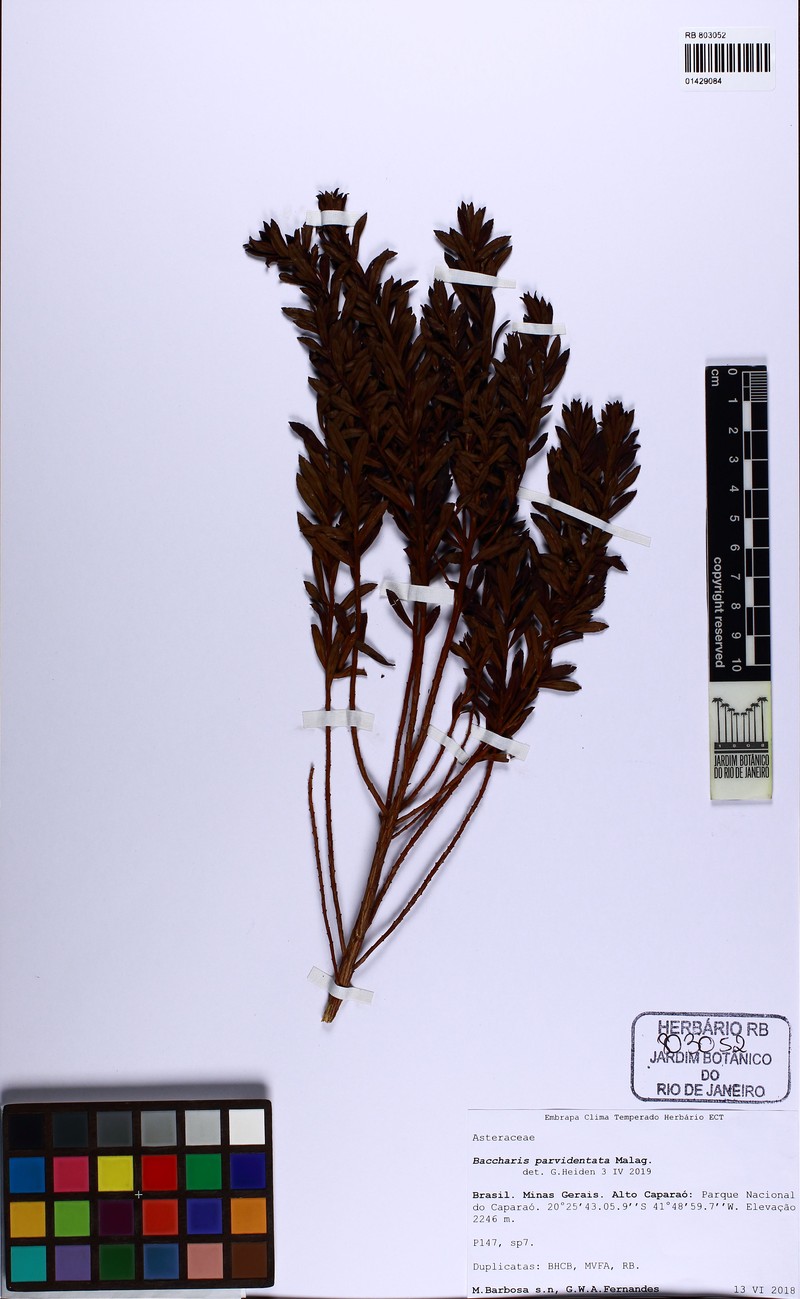 Baccharis parvidentata photo 7