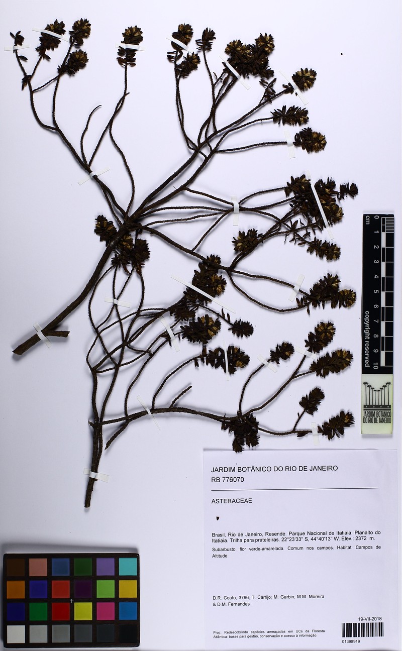 Baccharis parvidentata photo 8
