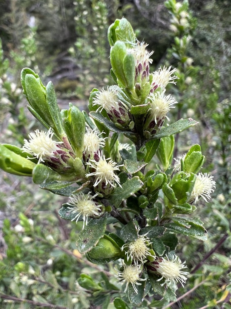 Baccharis patagonica photo 2