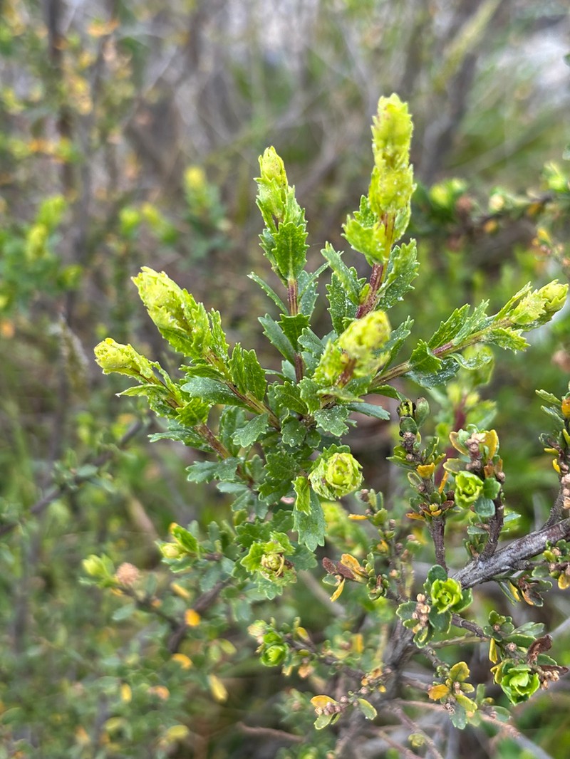 Baccharis patagonica photo 3