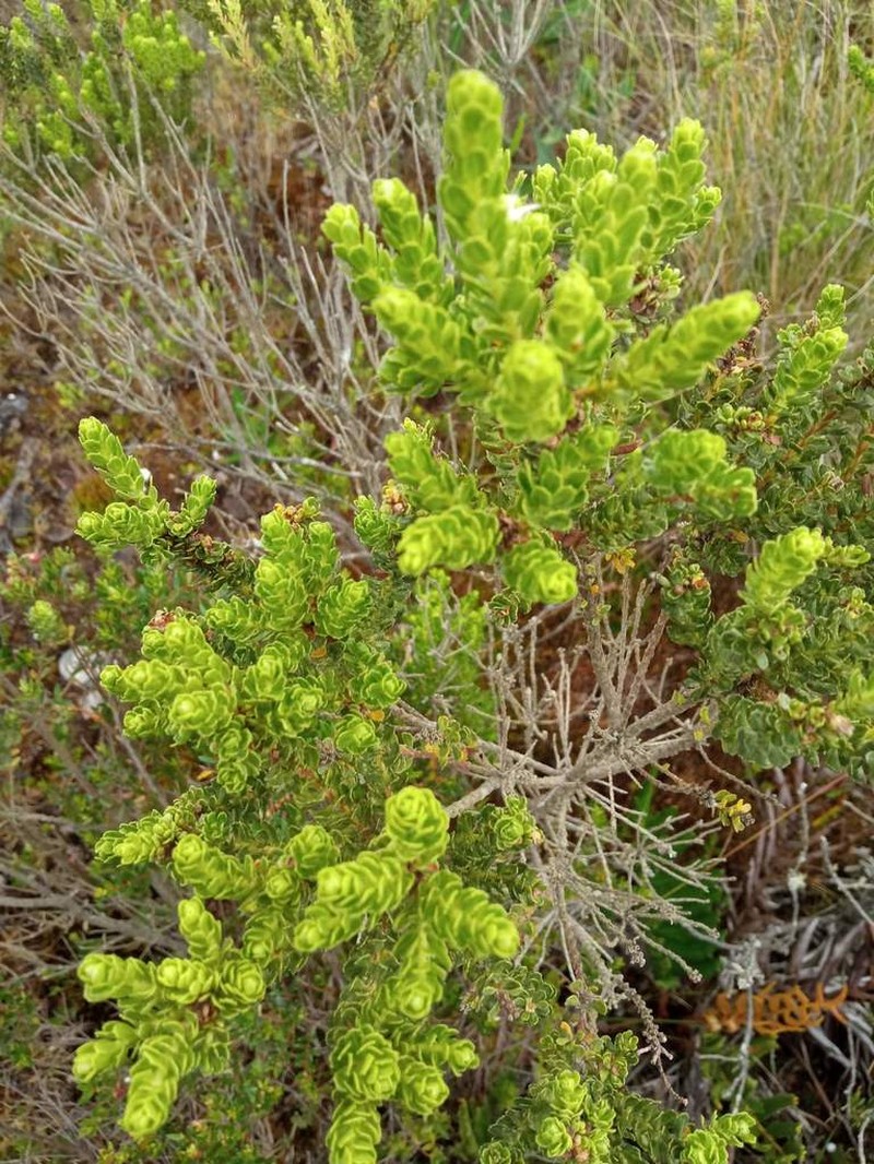 Baccharis patagonica photo 4