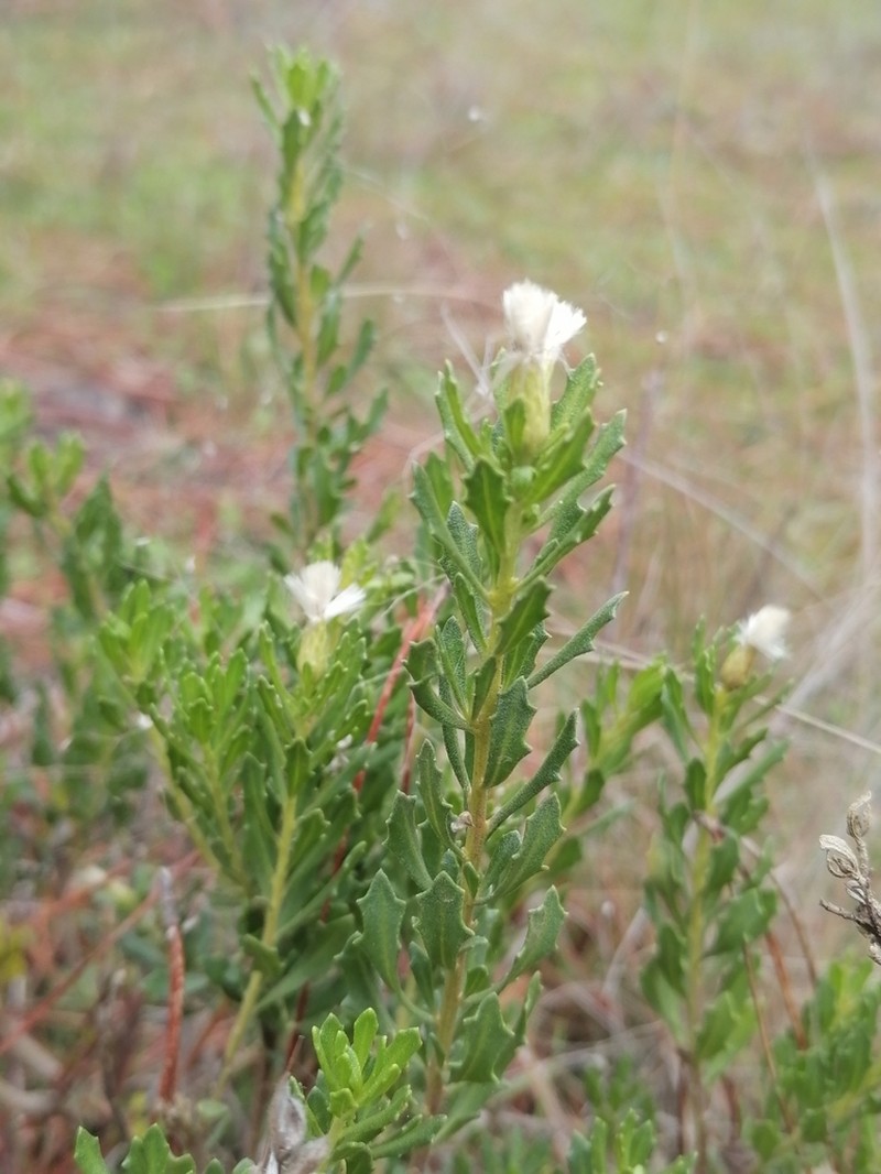 Baccharis patagonica photo 5