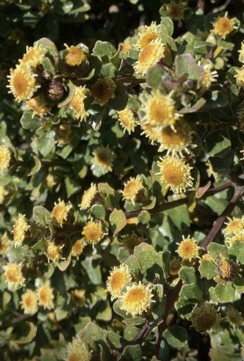 Baccharis patagonica photo 6