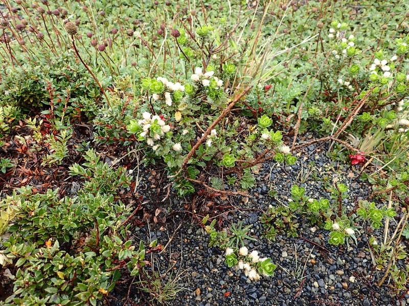 Baccharis patagonica photo 7