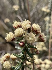 Baccharis patens