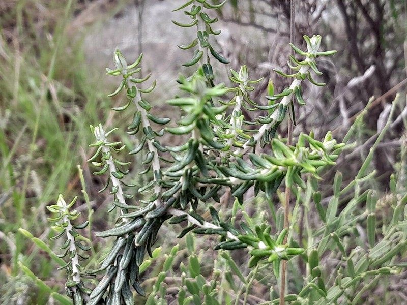 Baccharis patens photo 2