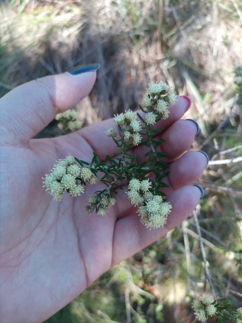 Baccharis patens photo 3
