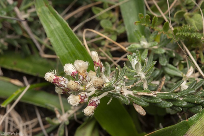 Baccharis patens photo 4