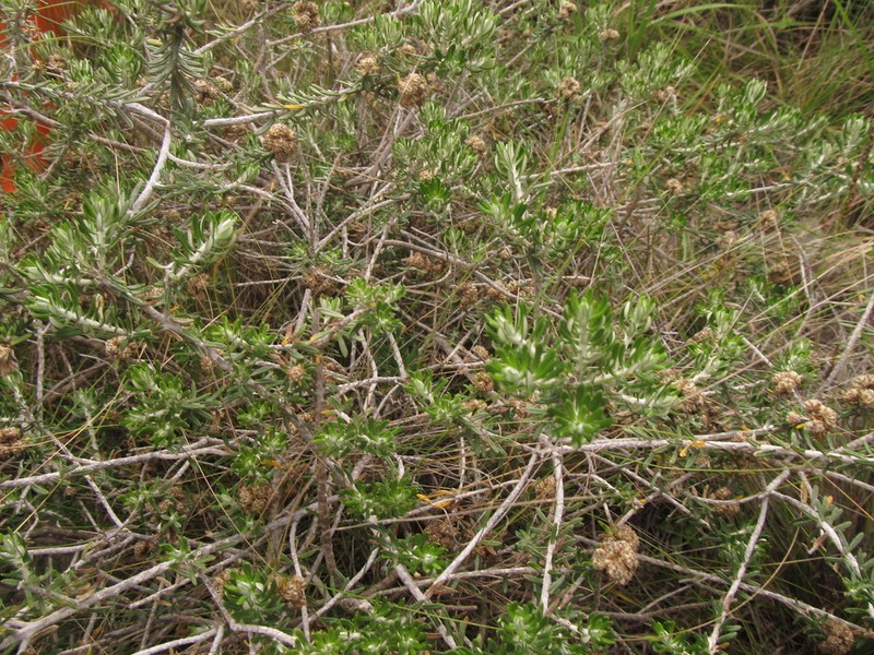 Baccharis patens photo 5