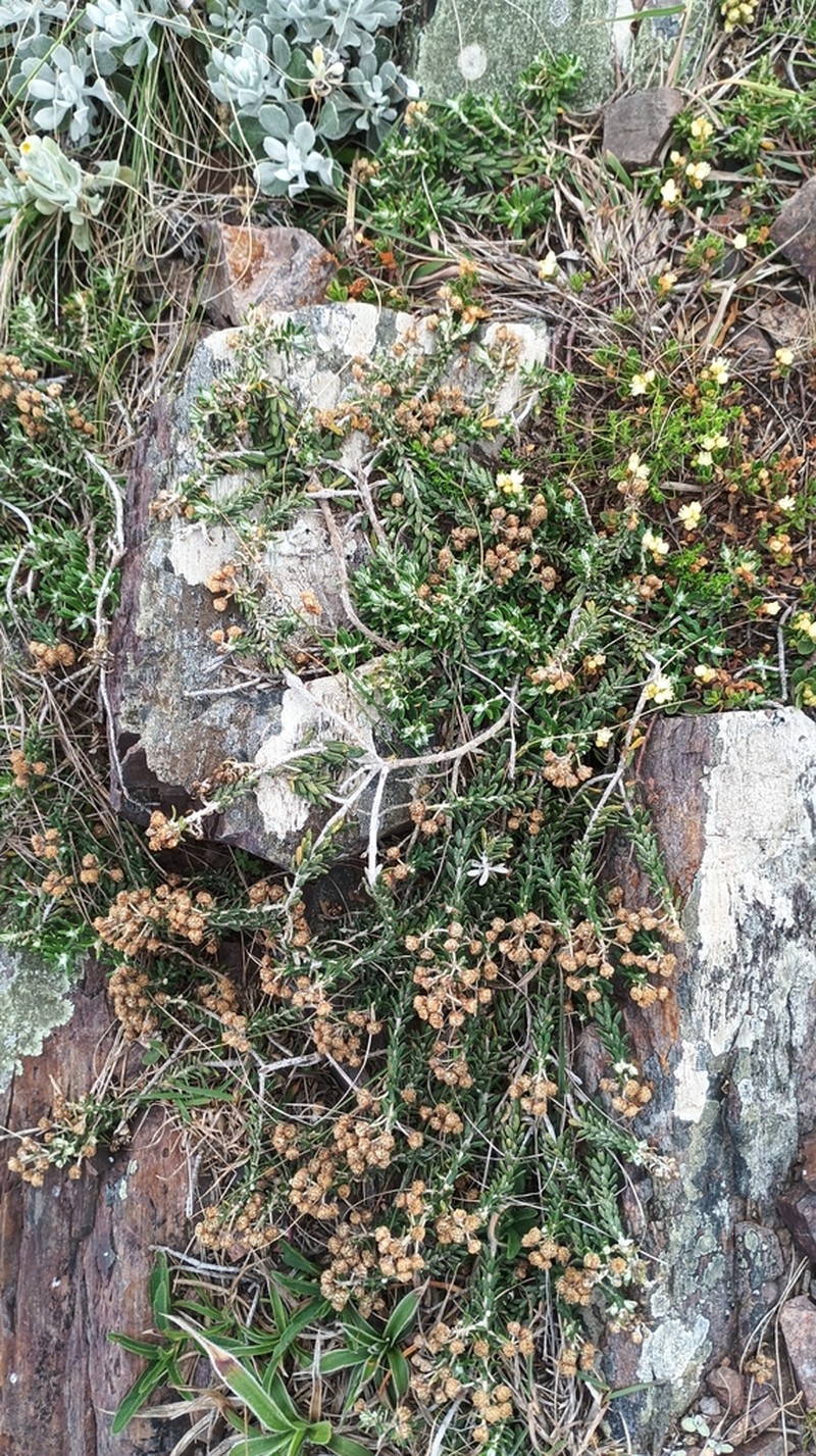 Baccharis patens photo 6
