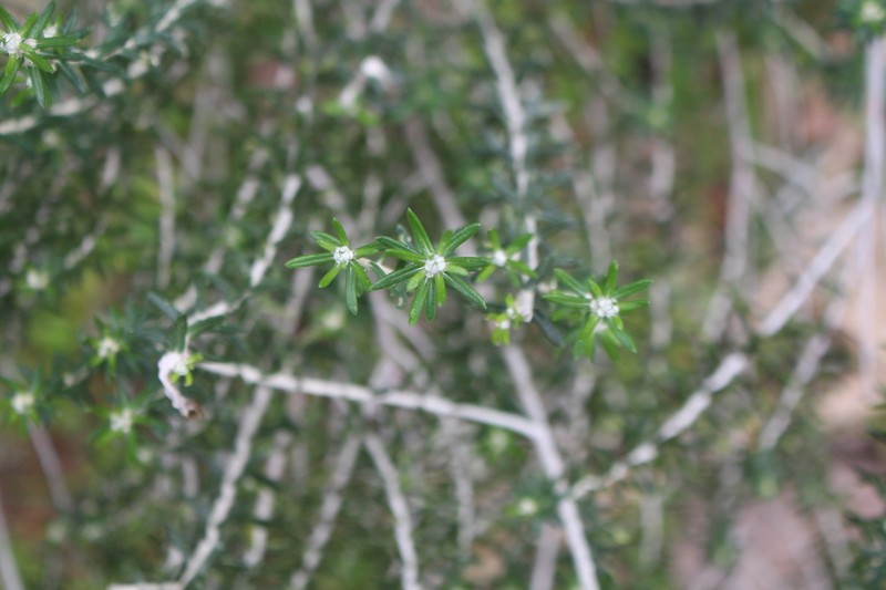 Baccharis patens photo 7