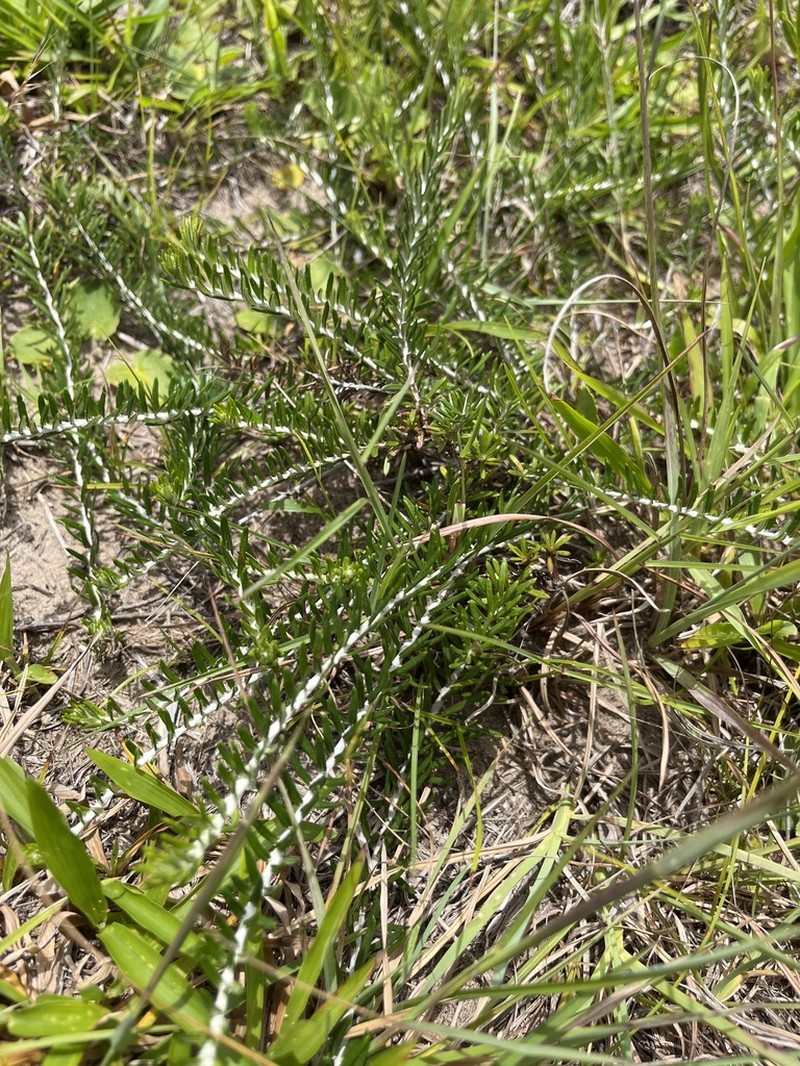 Baccharis patens photo 8