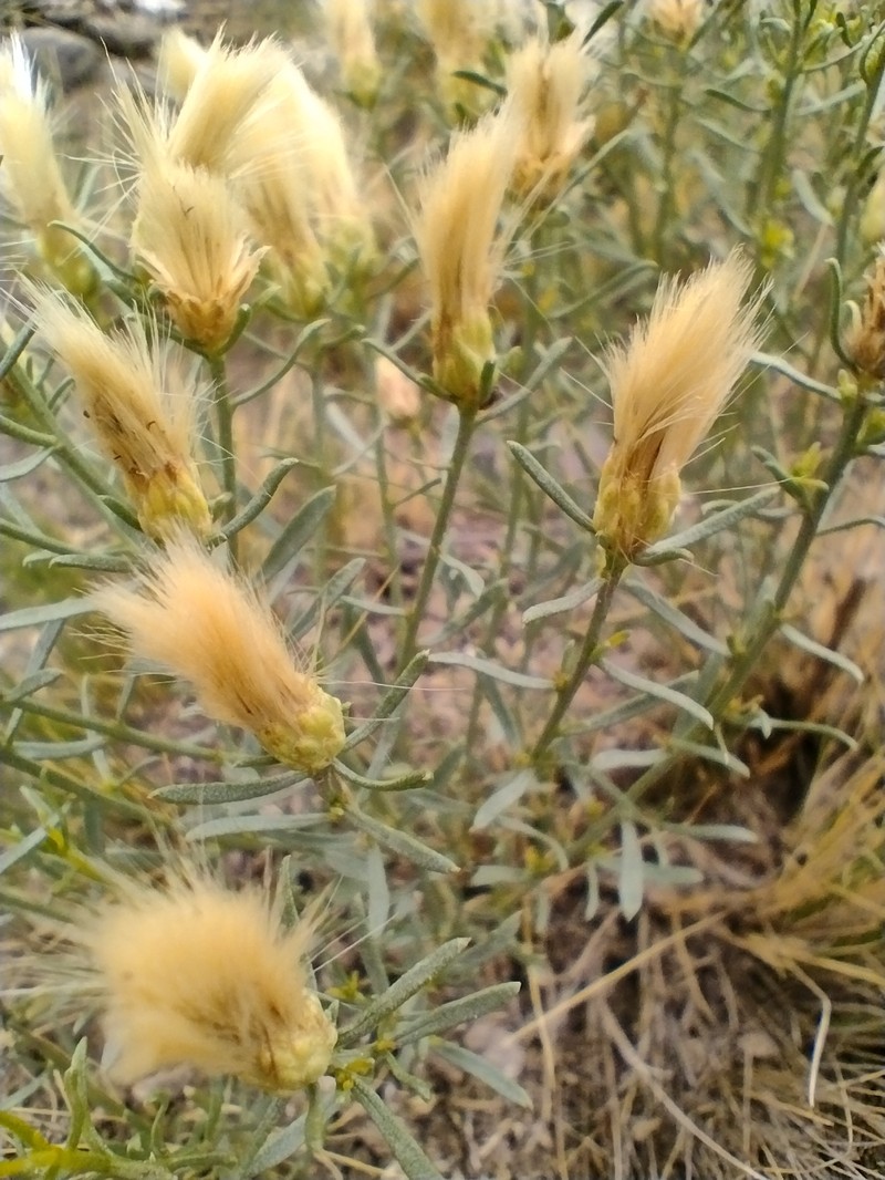 Baccharis paucicostata photo 2