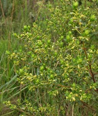 Baccharis pauciflosculosa