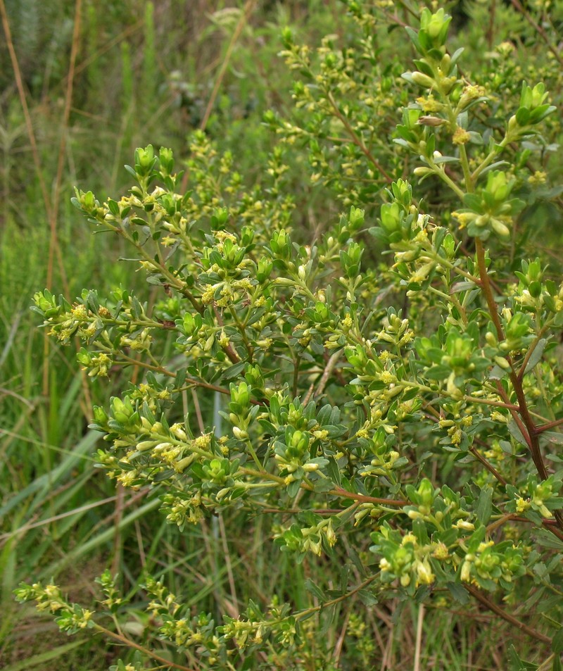 Baccharis pauciflosculosa photo 2