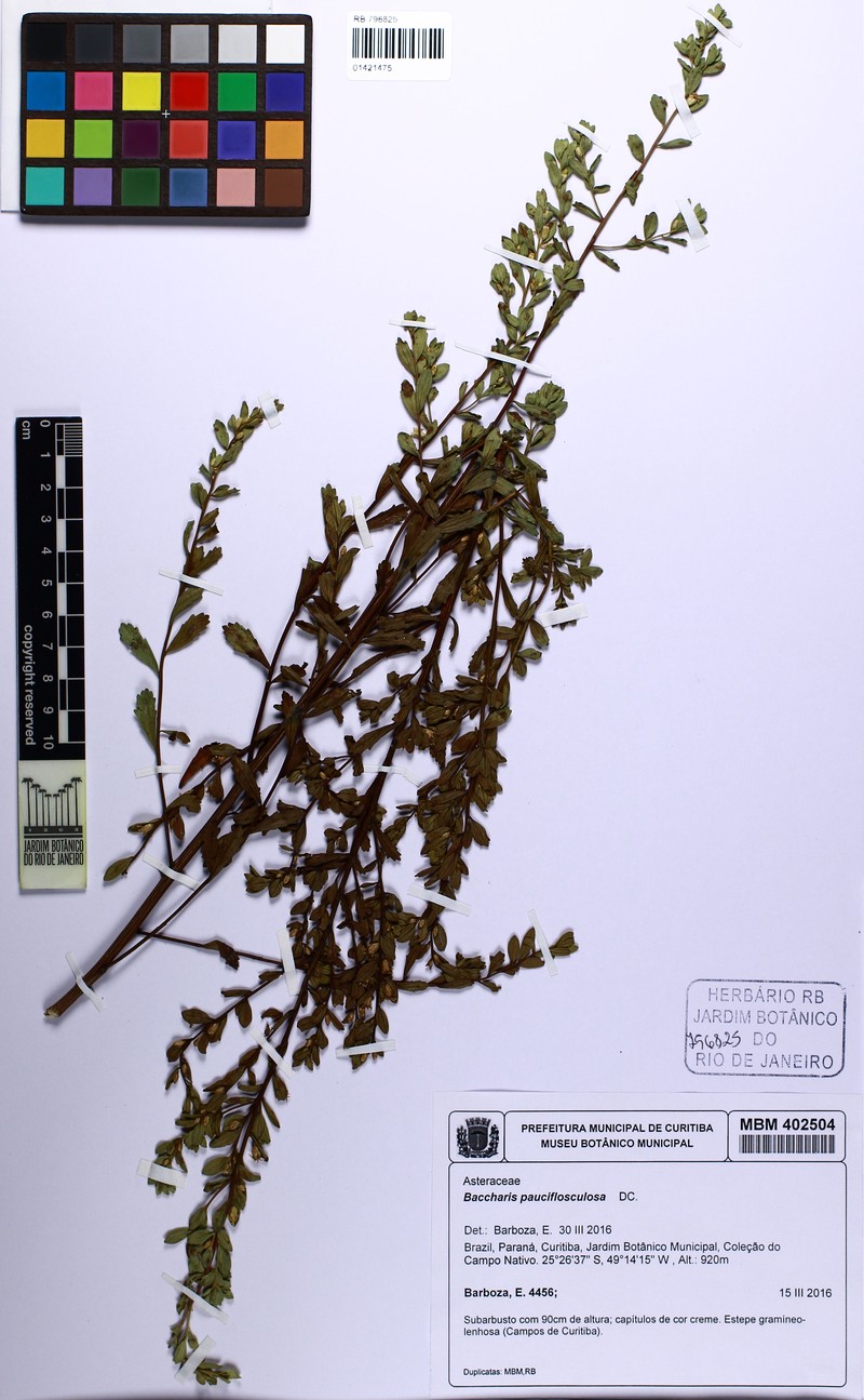 Baccharis pauciflosculosa photo 3