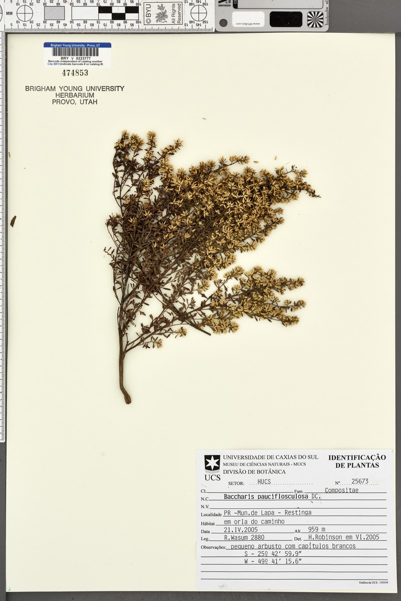 Baccharis pauciflosculosa photo 4