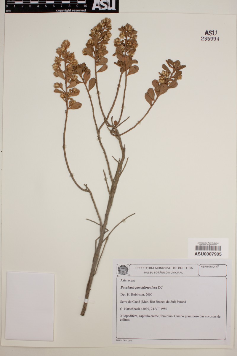 Baccharis pauciflosculosa photo 5