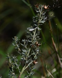 Baccharis pedersenii