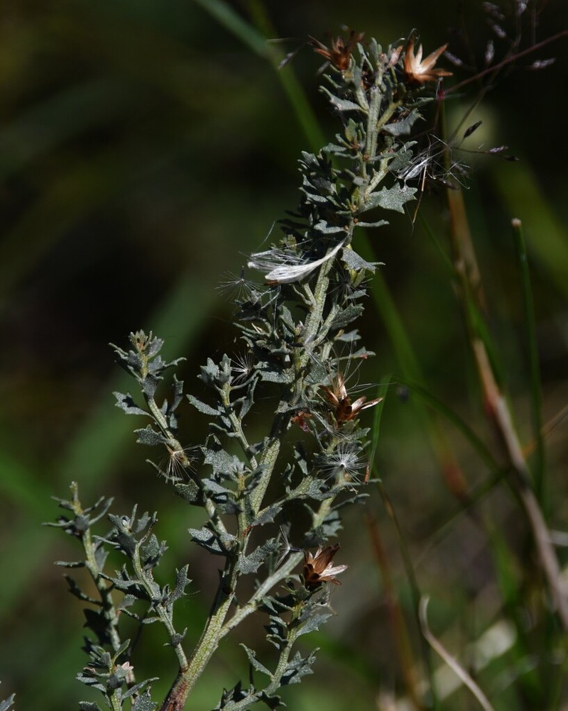 Baccharis pedersenii