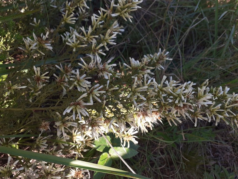 Baccharis pedersenii photo 2