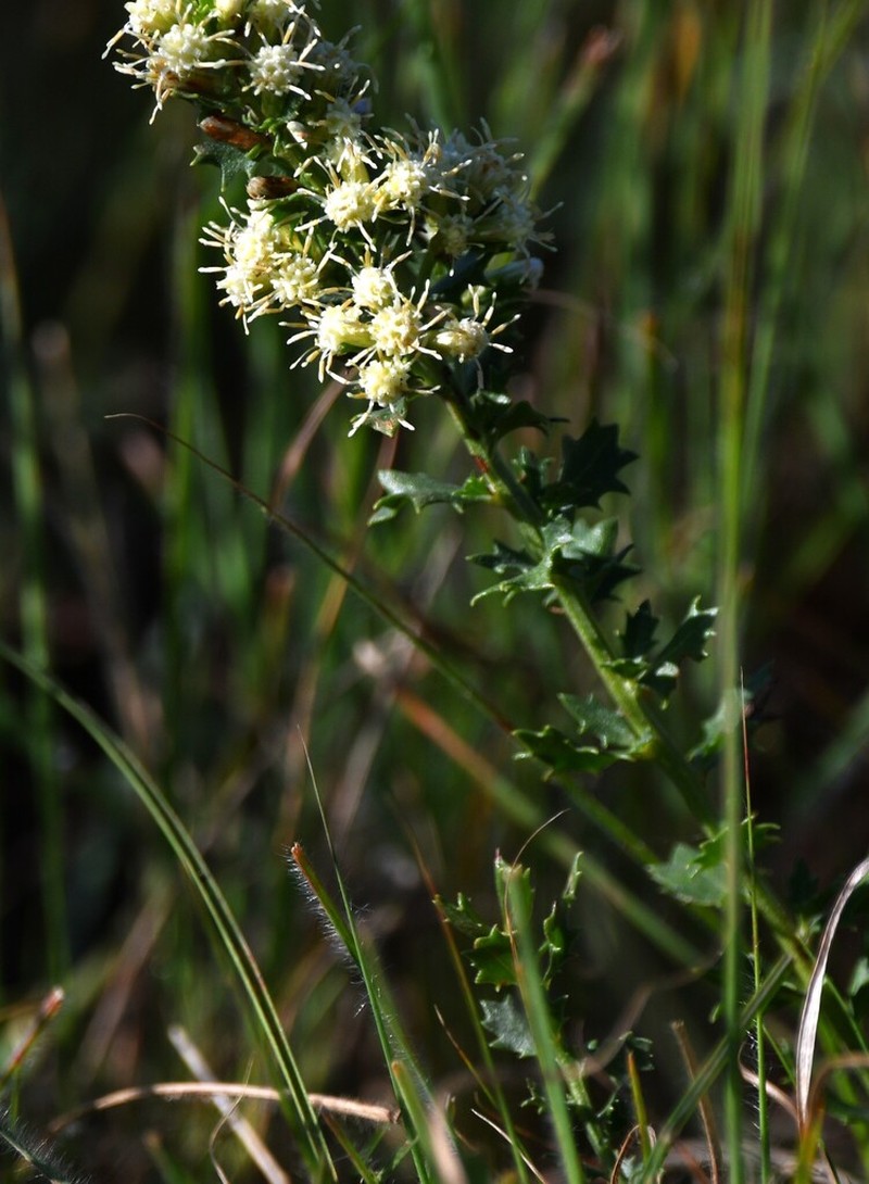 Baccharis pedersenii photo 3