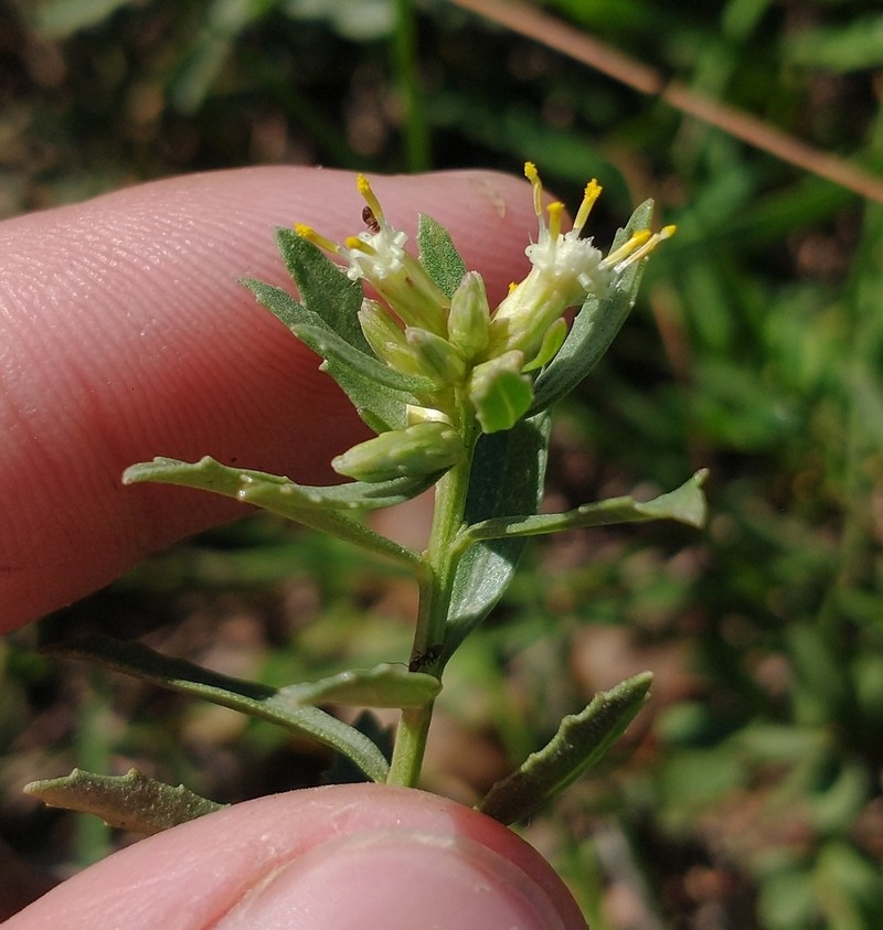 Baccharis pedersenii photo 4