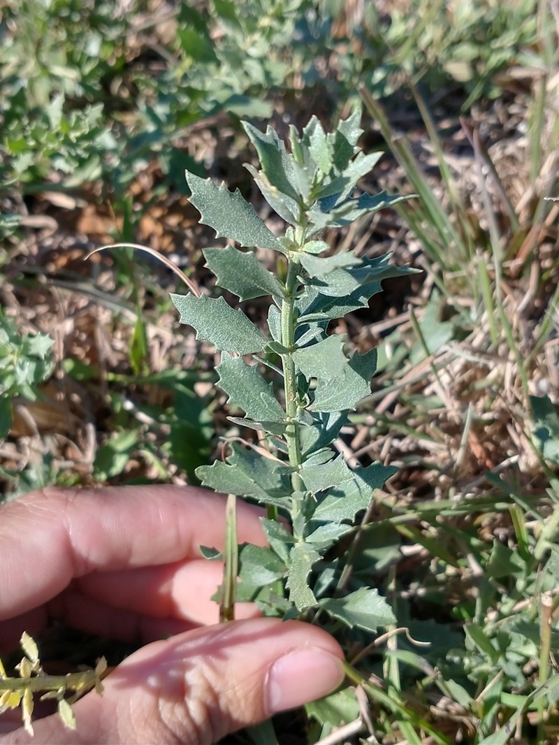 Baccharis pedersenii photo 5