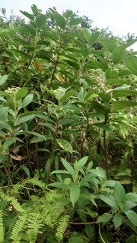Baccharis pedunculata