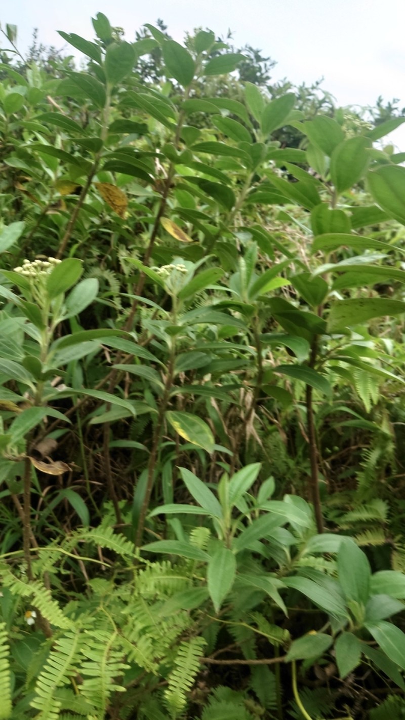Baccharis pedunculata