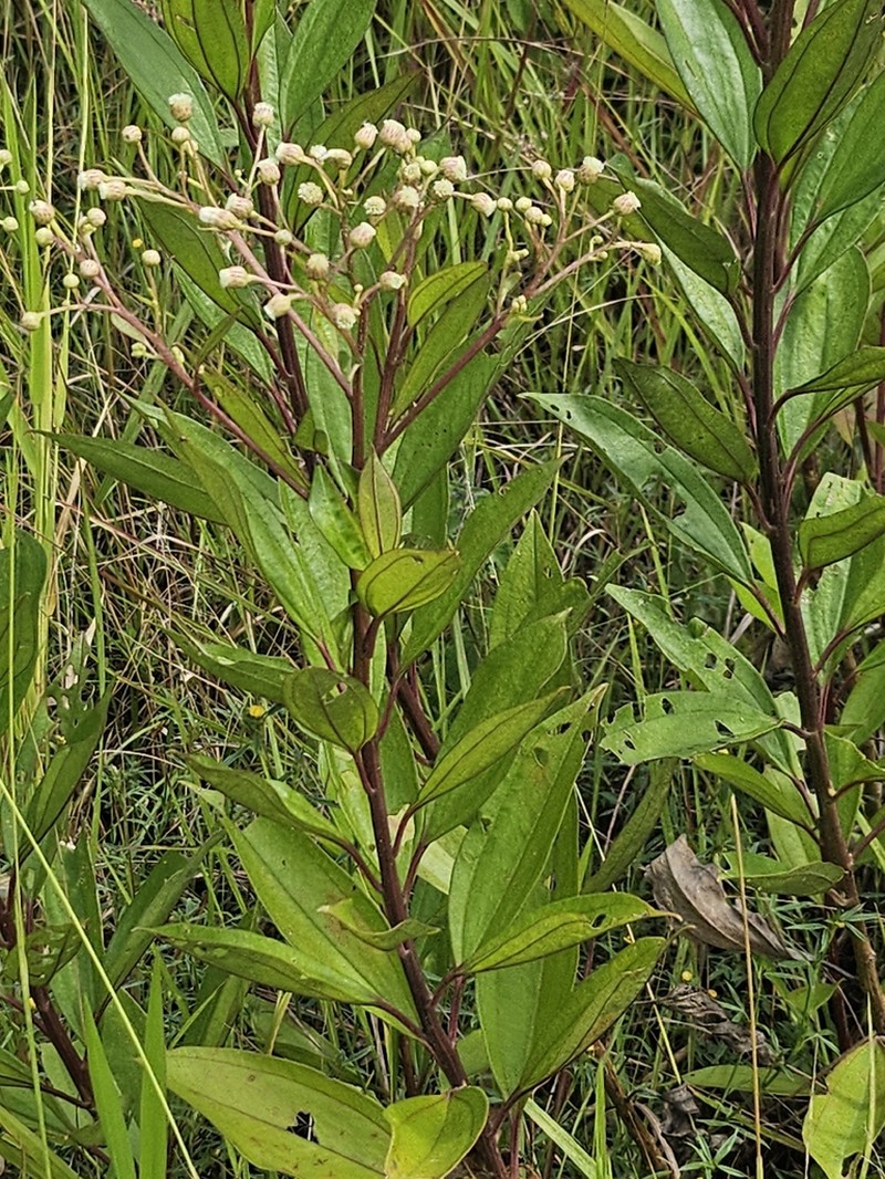 Baccharis pedunculata photo 2