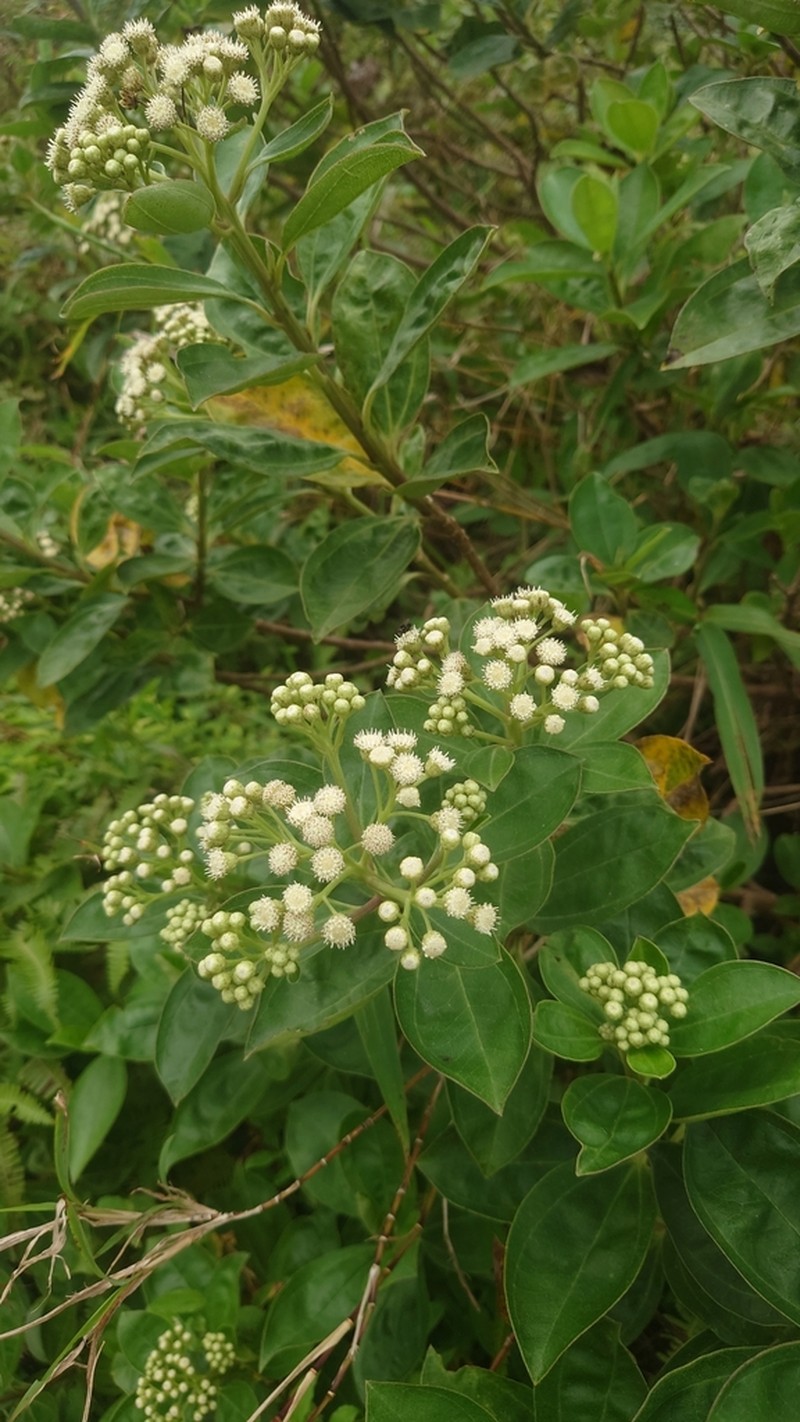 Baccharis pedunculata photo 3