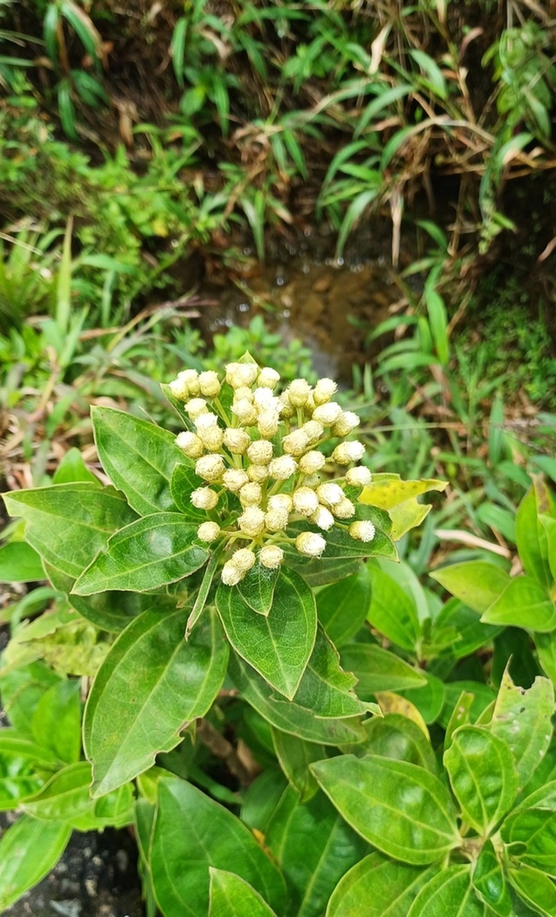 Baccharis pedunculata photo 4