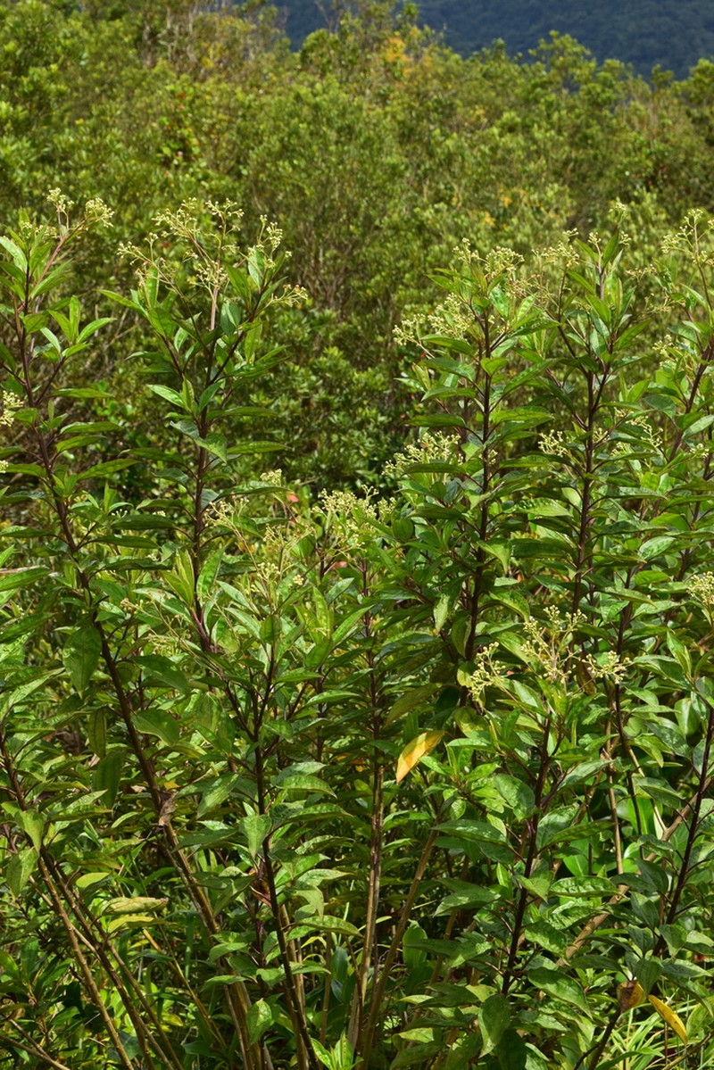 Baccharis pedunculata photo 5