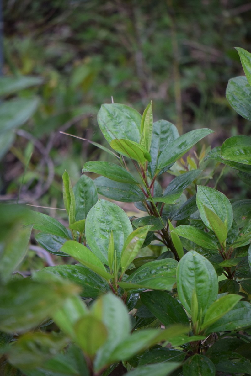 Baccharis pedunculata photo 6
