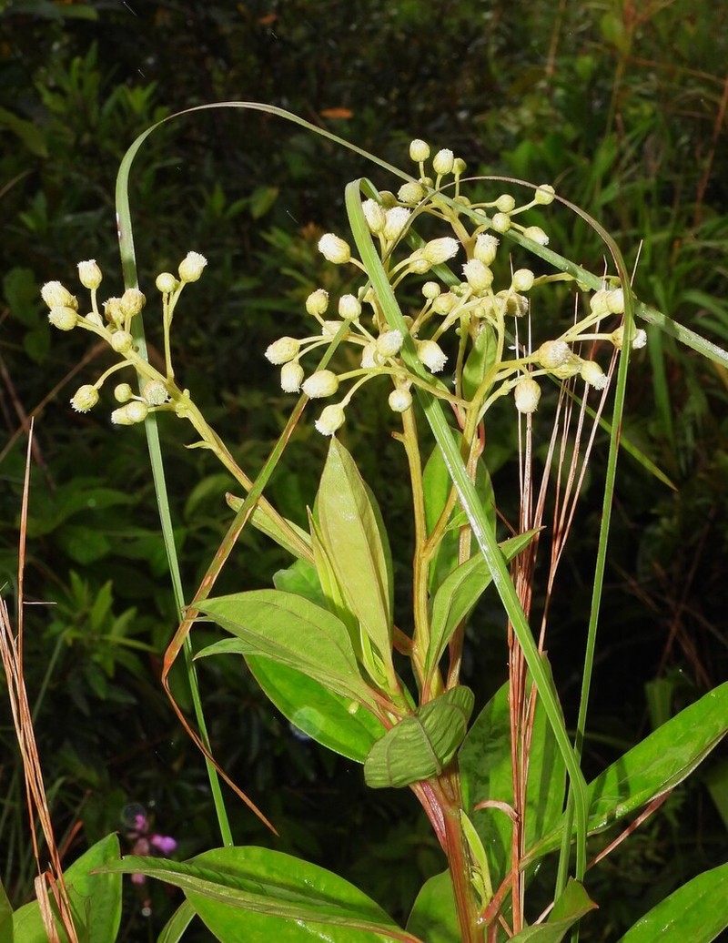 Baccharis pedunculata photo 8
