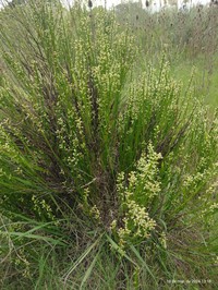 Baccharis penningtonii