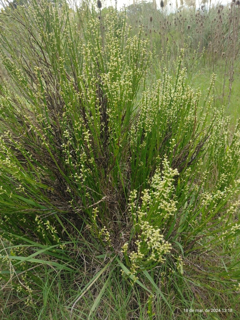 Baccharis penningtonii