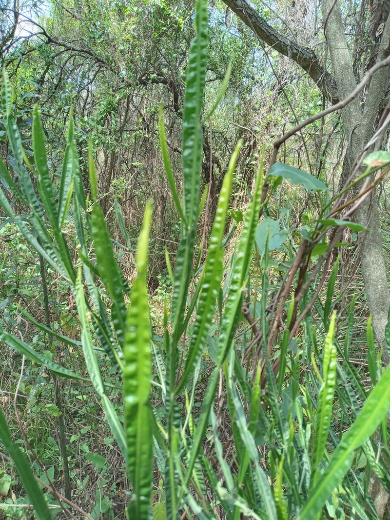 Baccharis penningtonii photo 2
