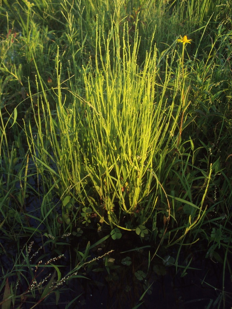 Baccharis penningtonii photo 3